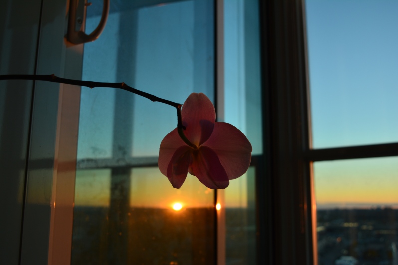 I'm not actually a gardener. This orchid is currently the only thing I've been able to grow. However, I do intend on becoming a gardener if that counts.